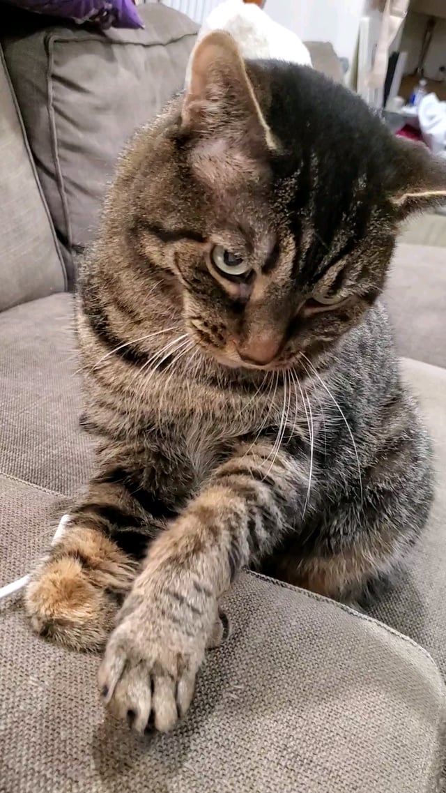 tabby temporal feet 3