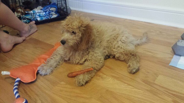 tamra simmons feet 1