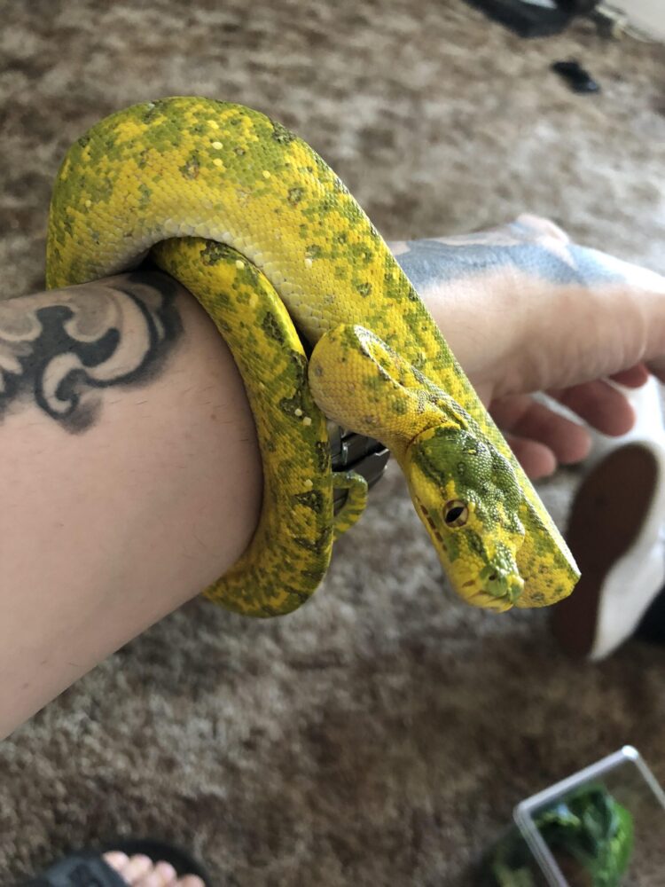 taylor verdi feet 5 scaled