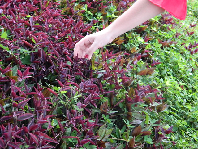 thamires oliveira feet 6