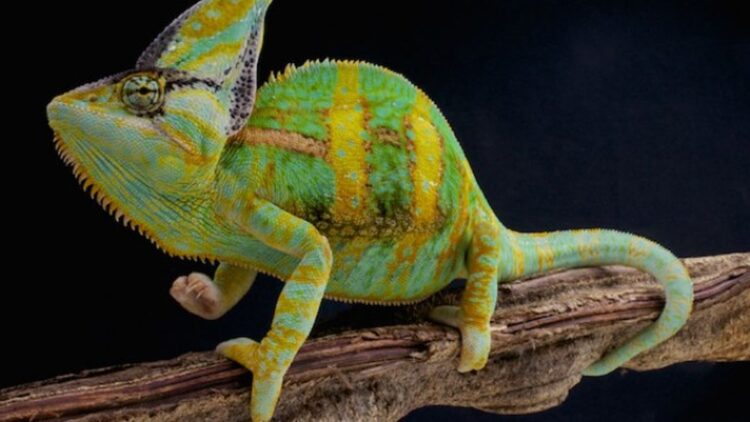 the great chameleon feet