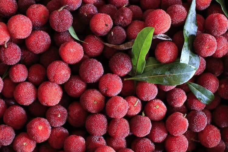 the red bayberry feet 2