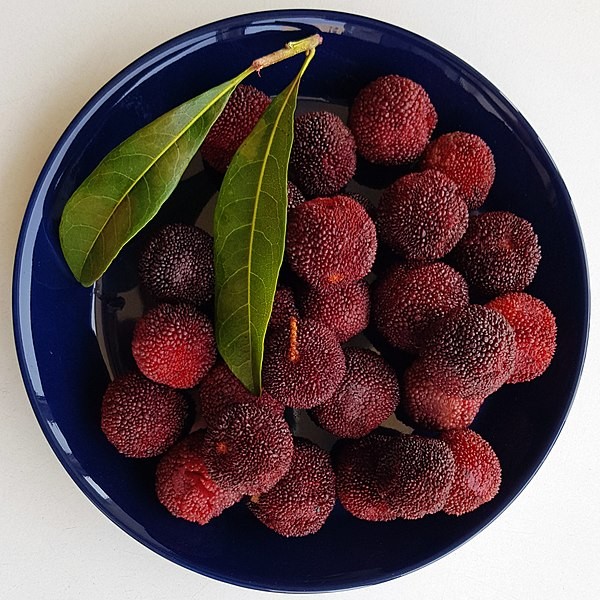 the red bayberry feet 3