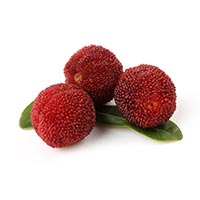 the red bayberry feet 4