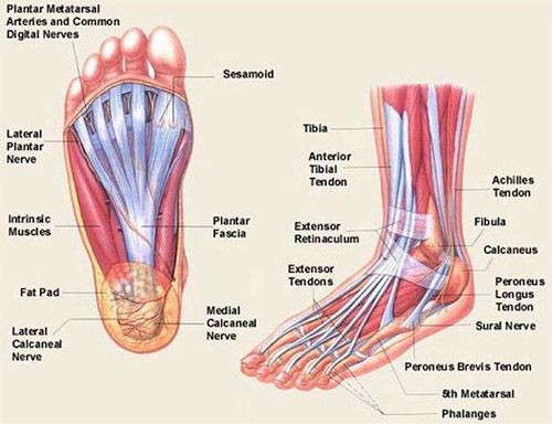the.muscle feet 6