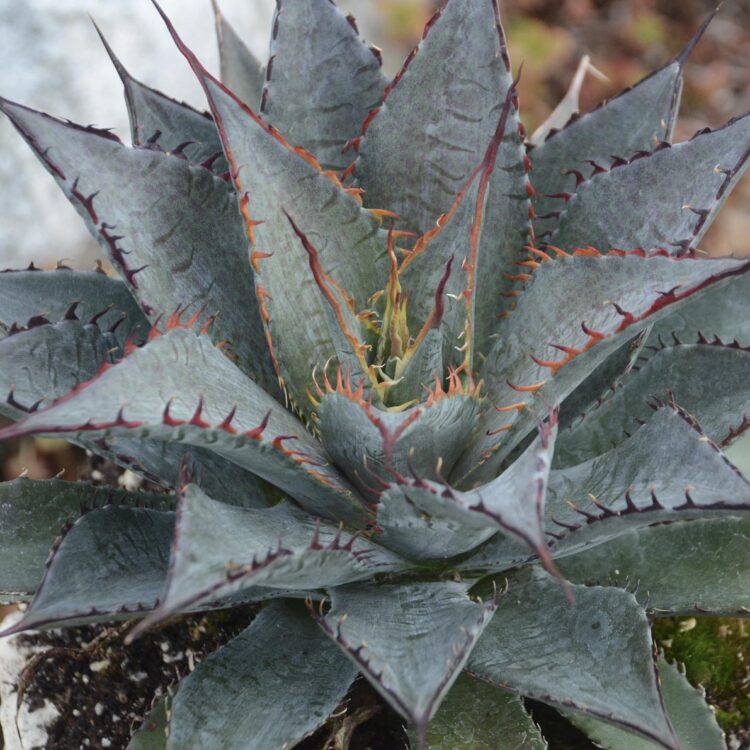 toothfairy gardy feet 3