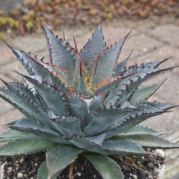 toothfairy gardy feet 5