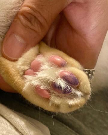 toxicat feet 3