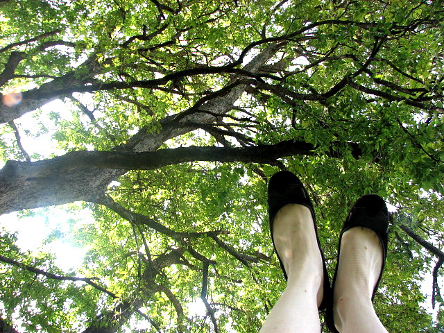 tree ma feet 4