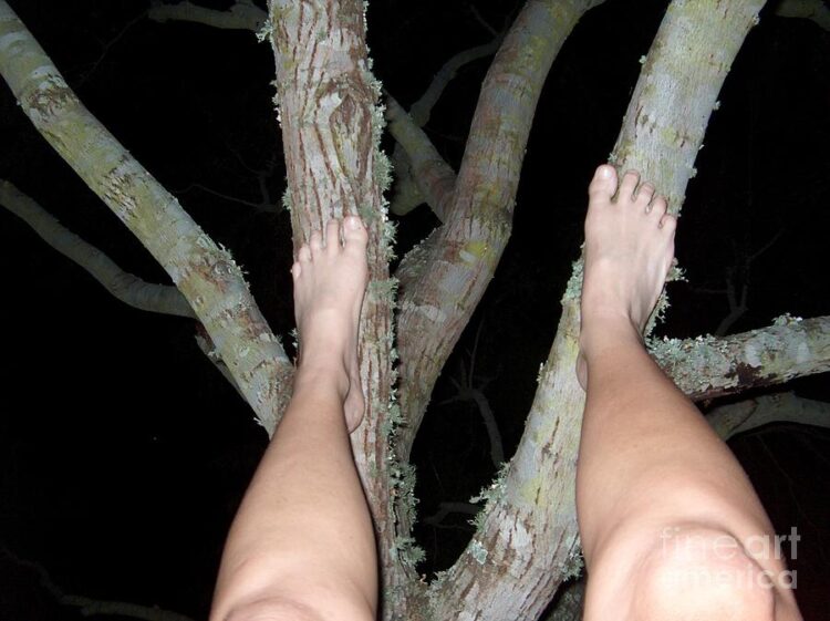 tree ma feet 5