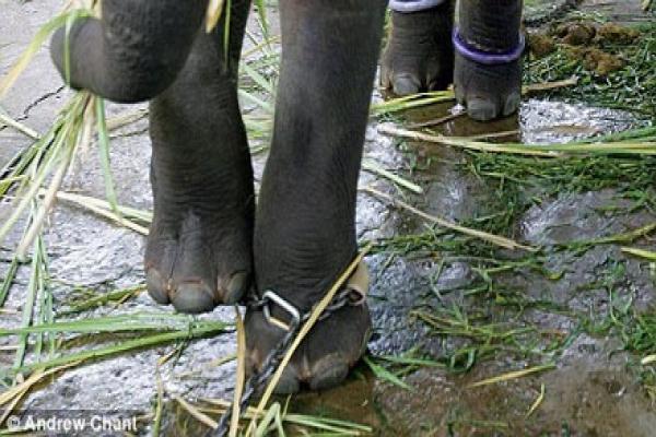 tri rismaharini feet 4