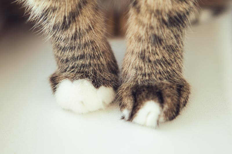 velvetpaws feet 2