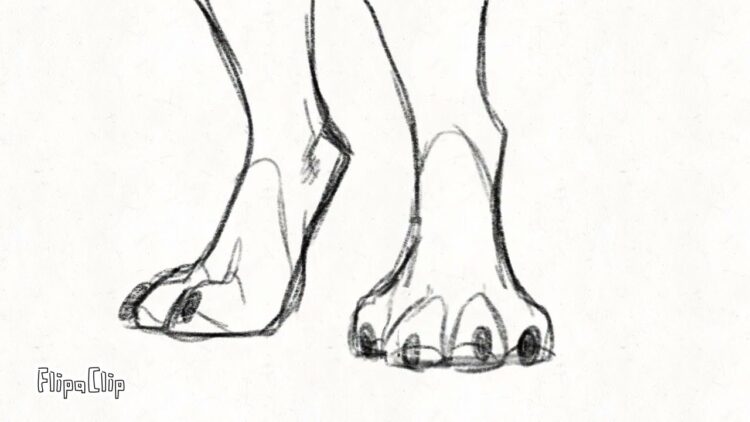 zouchii feet